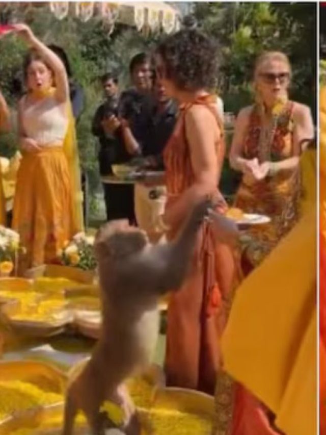 जब हल्दी की रस्म के बीच आ धमका बंदर, फिर किया ऐसा हंगामा कि सब रह गए दंग!