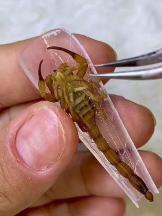 जिंदा मकड़ी-केकड़े-बिच्छू वाले नेट आर्ट हो रहे वायरल...करोड़ों में आ रहे Views