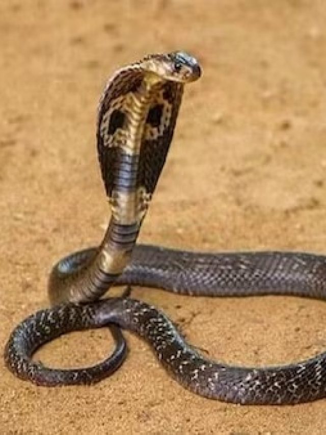 চুম্বকের মতো টানে, এই ৭ গাছ থাকলে বাড়িতে সাপ ঢুকবেই