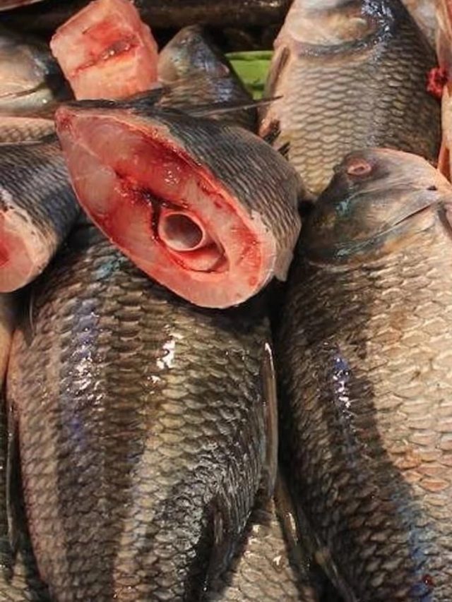 ক'দিন পর্যন্ত কাটা মাছ বাড়িতে রেখে খেলে শরীরে সমস্যা হয় না? জানুন