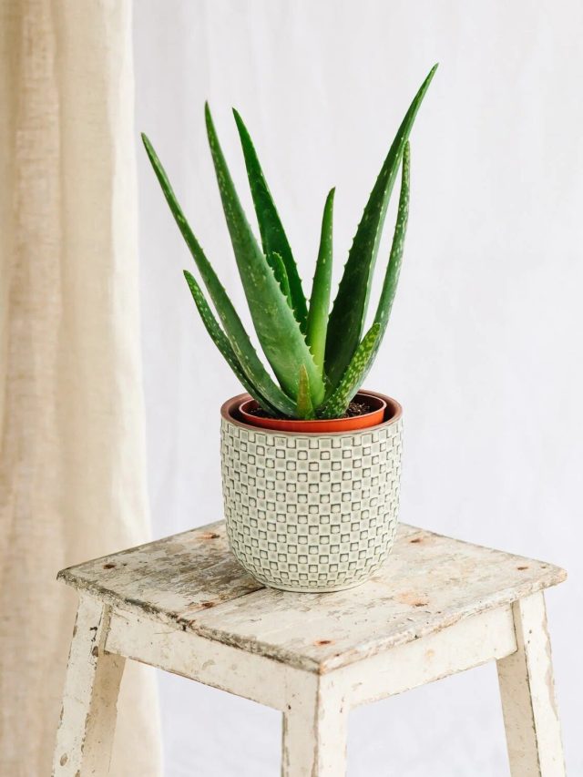 বাড়ির এইদিকে অ্যালোভেরা গাছ রাখলেই হবেন বড়লোক