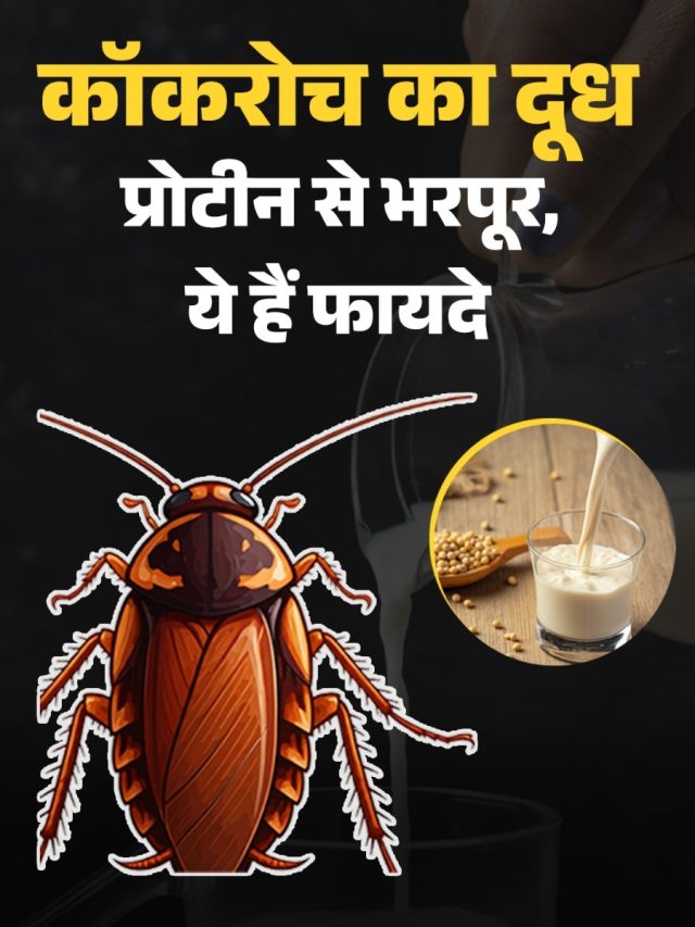 कॉकरोच के दूध में भैंस के दूध से 3 गुना प्रोटीन, वैज्ञानिकों ने बताए फायदे
