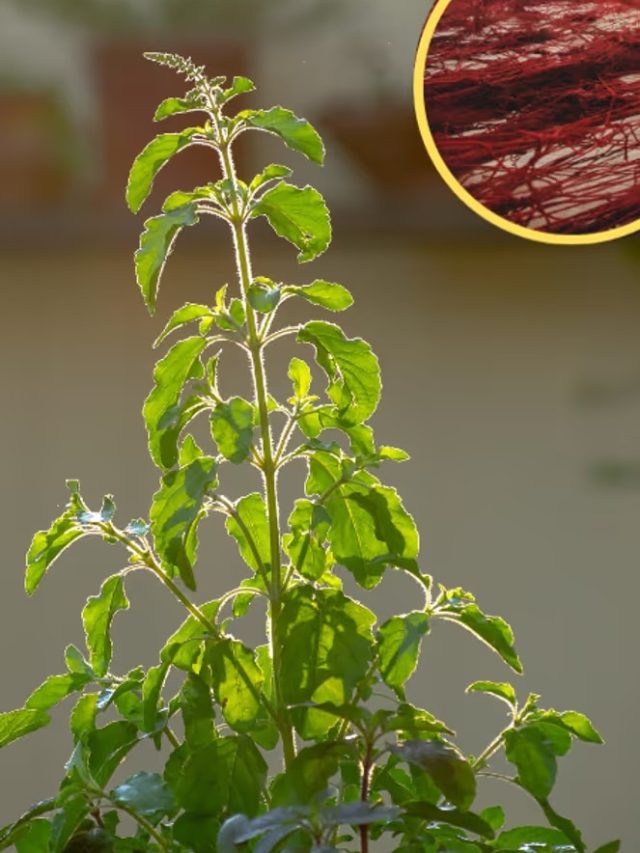 ফাল্গুন পূর্ণিমায় তুলসীকে এই জিনিস দিন পকেট ভরবে টাকায়