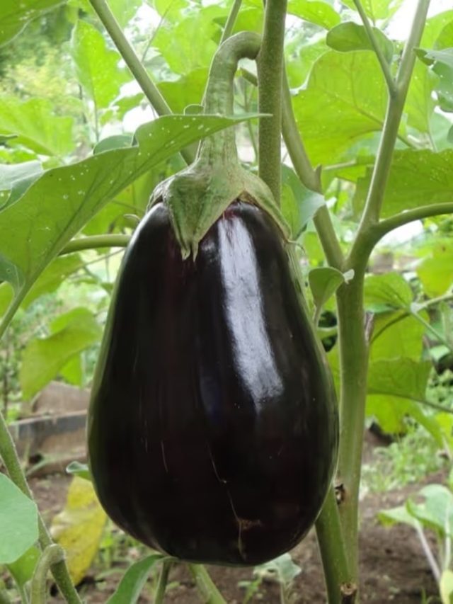 ভরে যাবে বেগুন গাছ, মানুন এই টোটকা