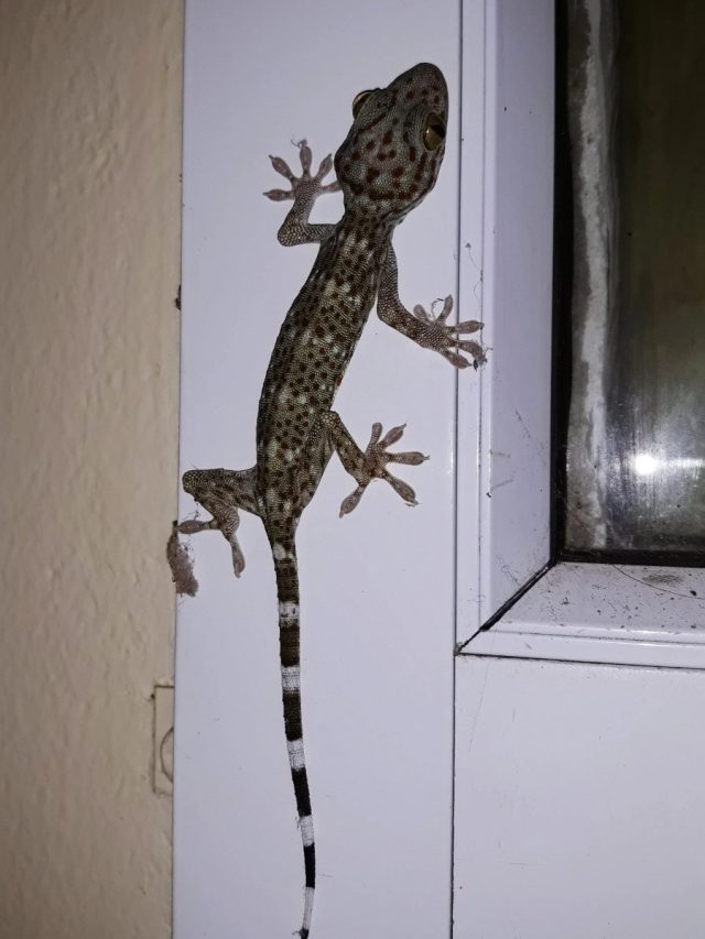 টিকটিকি ঘরের আশেপাশেও ঘেঁষবে না, করুন এই কাজ