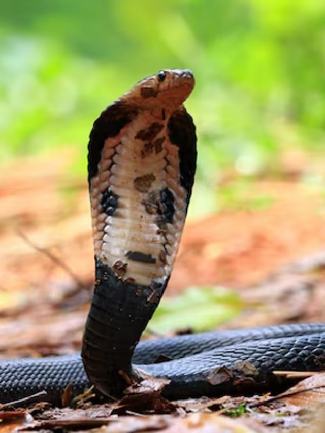 বাগানে এসব গাছেই লুকিয়ে থাকে সাপ, গরম পড়ার আগেই সাবধান হন