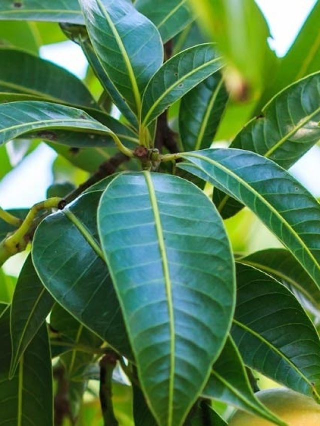 ডায়বেটিসে উপকার, উজ্জ্বল হয় ত্বকও, সাধারণ এই পাতার এত গুণ