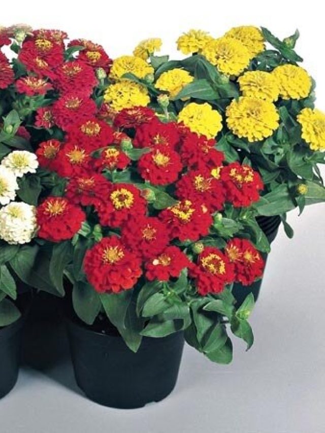 পেঁয়াজের খোসার সার এভাবে বানালে, বাগান ভরবে ফুল-ফলে