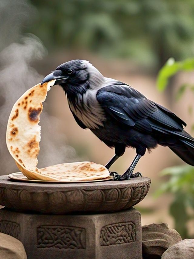 কাককে শনিবার খাবার খাওয়ালে মেলে বিশেষ কিছু, যা বলছে জ্যোতিষ