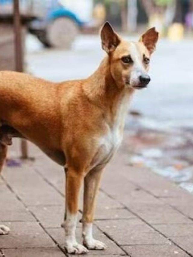 ঘরে হঠাৎ কুকুর ঢুকলে কিসের লক্ষণ, জানুন