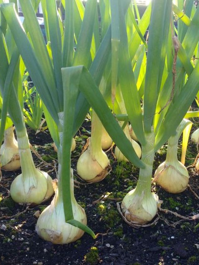 प्याज का कंद होगा बड़ा, फसल भी होगी जल्दी तैयार, बस मार्च में डाल दें ये खाद
