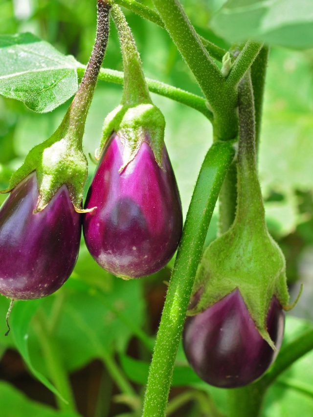 বাড়ির টবেই ফলান ভাল মানের বেগুন, কয়েকটি ট্রিকস জানলে ভরবে গাছ