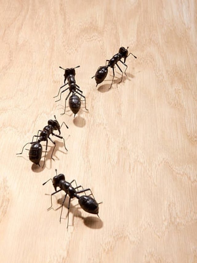 बेहद शुभ है घर में इन 2 संकेतों का दिखना, जल्द ही पैसों से भर जाएगी तिजोरी