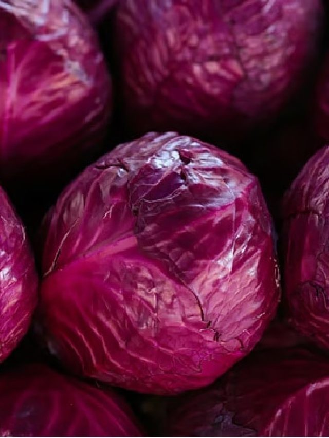 বাজারে হিট বেগুনি বাঁধাকপি, রয়েছে আশ্চর্য ৫ উপকার!