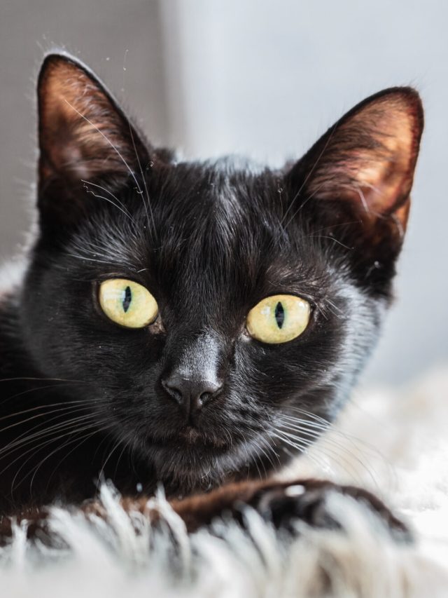 রাত দুপুরে একনাগাড়ে কাঁদছে বেড়াল, কারণ জানলে ঘুম উড়বে