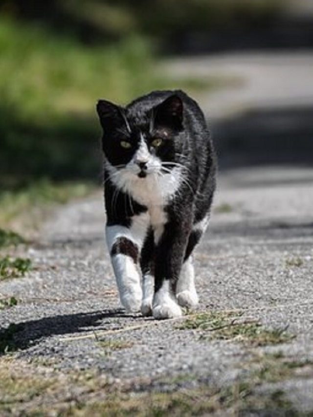 বিড়াল রাস্তা কাটলে কী হয়? কারণ জানলে চোখ কপালে উঠবে