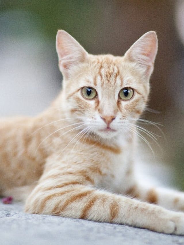 বাড়িতে বিড়ালের আনাগোনা, কীসের ইঙ্গিত?