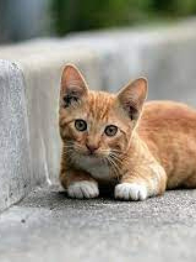 বাড়িতে যখন তখন বিড়াল ঢুকে আসে? ৩ ট্রিকে আটকান