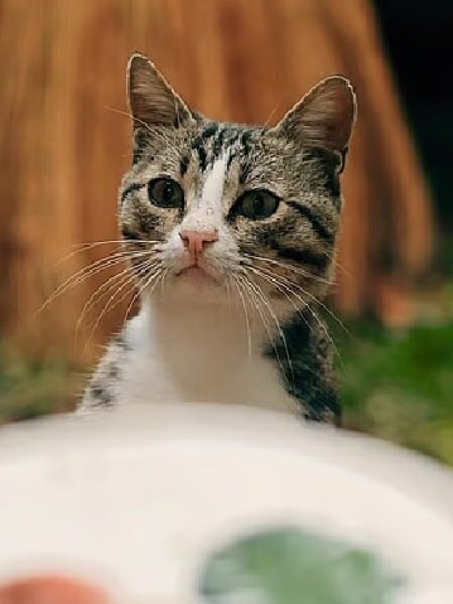 বাড়িতে যখন তখন কুকুর-বিড়াল ঢুকছে, কীসের ইঙ্গিত জানা জরুরি?