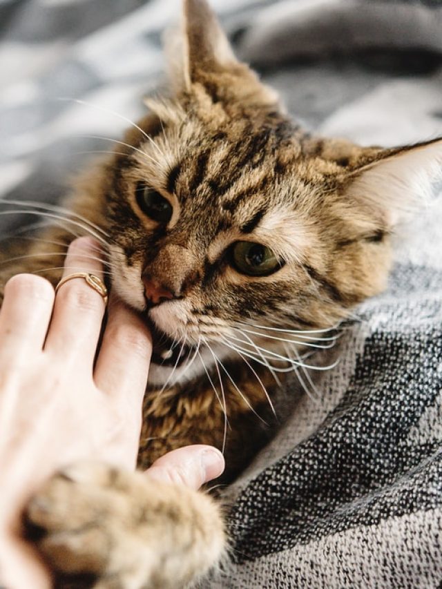 বেড়াল কামড়ালে প্রথমে কী করবেন? অনেকেই ভুলটা করেন