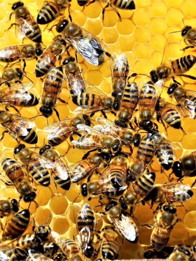 মৌমাছি কামড়ানো কীসের ইঙ্গিত? 'লজিক' জানলে অবাক হবেন