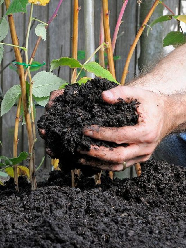 गर्मियों में भूलकर भी ना डालें ये खाद, झुलस सकते हैं पौधे