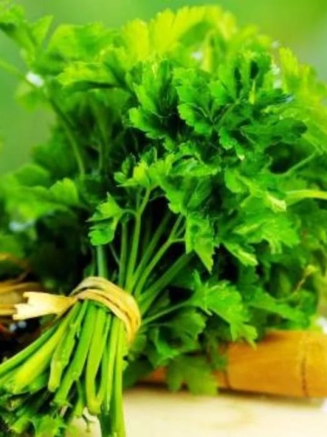 बिना मिट्टी के चंद दिनों में उगेगा धनिया, अपनाएं ये आसान तरीका