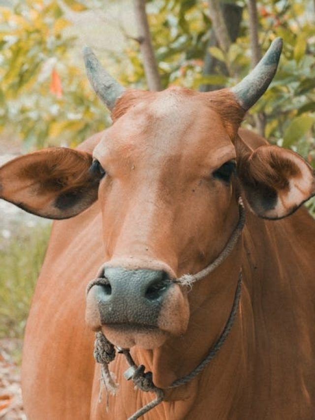 রবি না বৃহস্পতি, কোন বার গরুকে খাওয়ালে ভাগ্য খুলে যাবে?