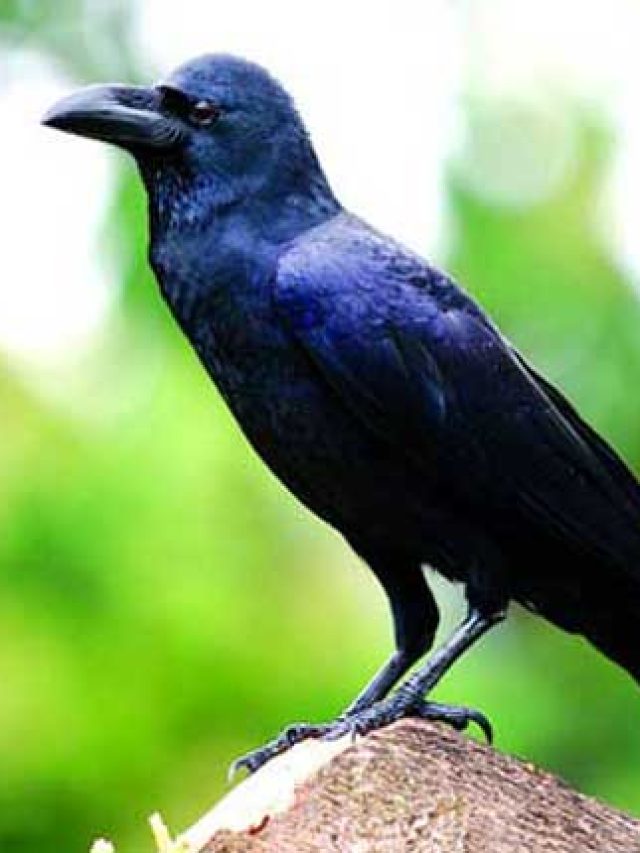 বাড়ির ছাদে কা কা করেই চলেছে কাক, কীসের ইঙ্গিত?