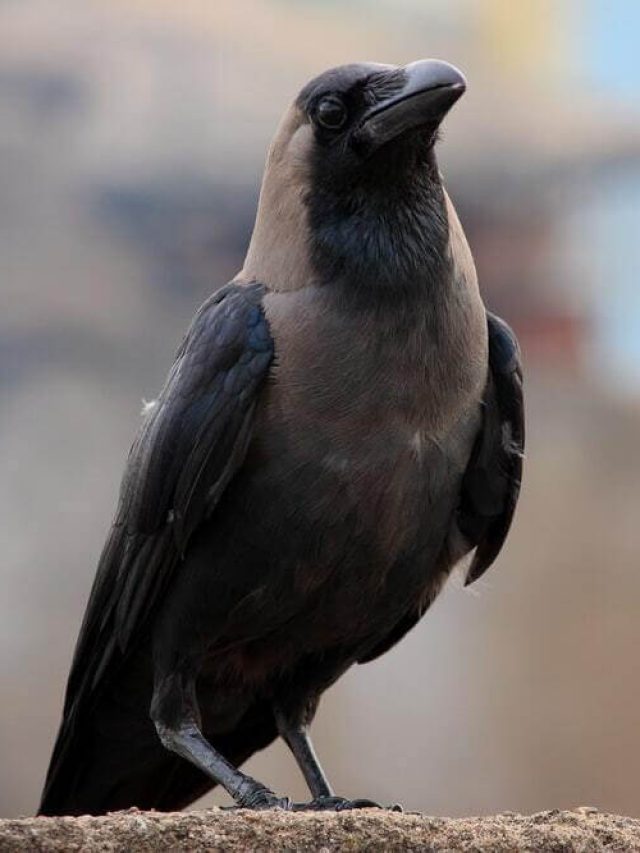 জীবন তৈরি করুন ৩ পাখির মতো, টাকা-সাফল্য ছাপিয়ে আসবে