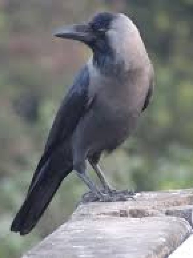 কাকের এই ৫ গুণ থাকলেই বড়লোক হওয়া যায়: চাণক্যনীতি