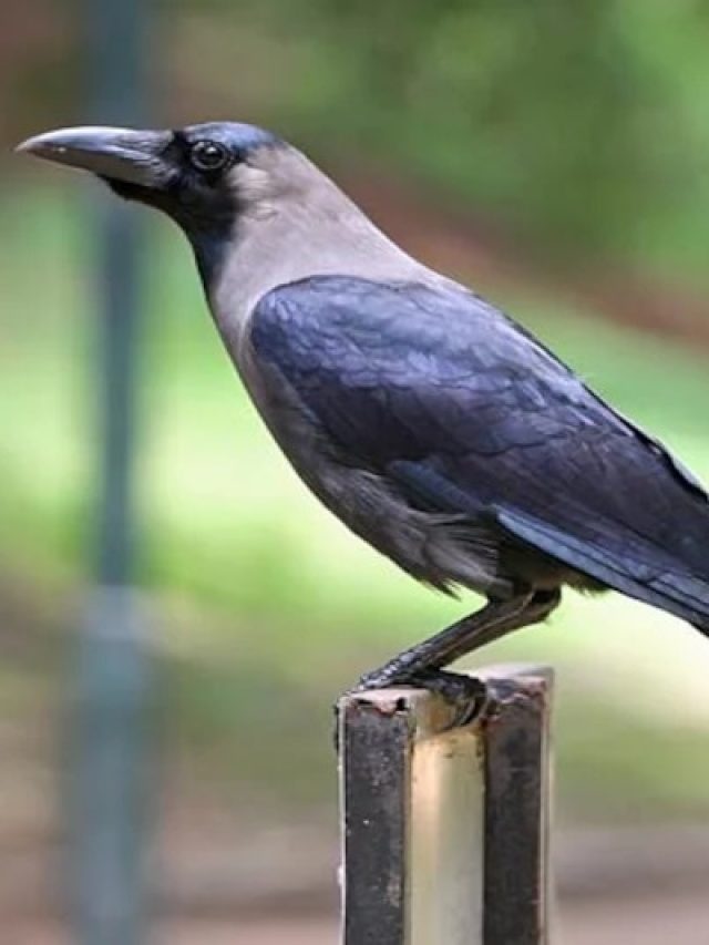 হাত ভর্তি টাকা আসবে! চাণক্য বলেছেন, শুধু কাকের এই গুণ রপ্ত করলেই হবে