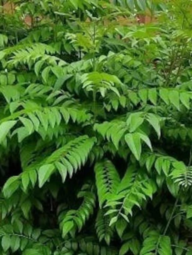 लहलहा उठेगा करी पत्ते का पौधा, बस डाल दें ये खास चीज