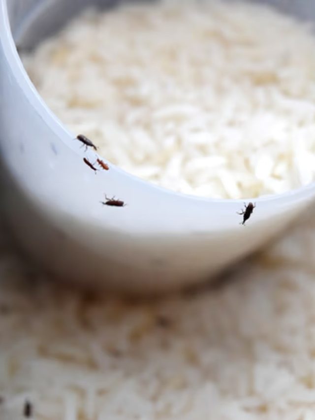 শিশিতে রাখুন রান্নাঘরের এই মশলা, চাল-ডালে আর কখনও পোকা হবে না
