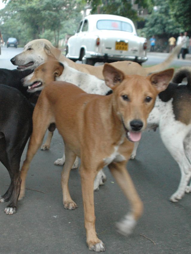রাস্তায় কুকুর তাড়া করেছে? বাঁচিয়ে দেবে  ছোট এই টেকনিক