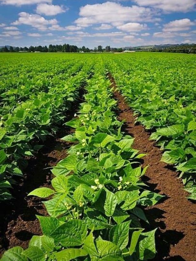 कम खर्च में करें पान की खेती, सरकार दे रही 50% सब्सिडी! जानें आवेदन का तरीका