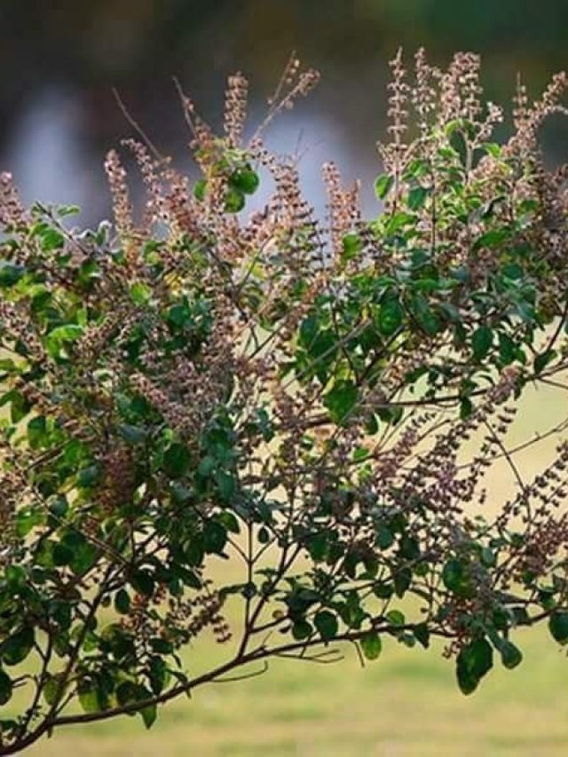 तुलसी के पौधे में आ रहे छोटे पत्ते? ये चीजें बढ़ाएंगी ग्रोथ