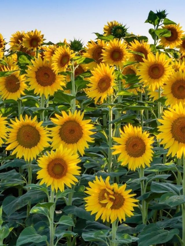 गर्मी में करें सूरजमुखी की खेती, सूखे इलाकों में भी होगा फायदा