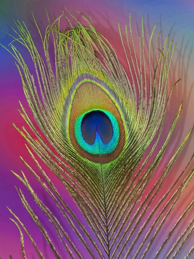 বাড়ির এই কোণে রাখুন ময়ূরের পালক, ভাগ্যের চাকা ঘুরবেই