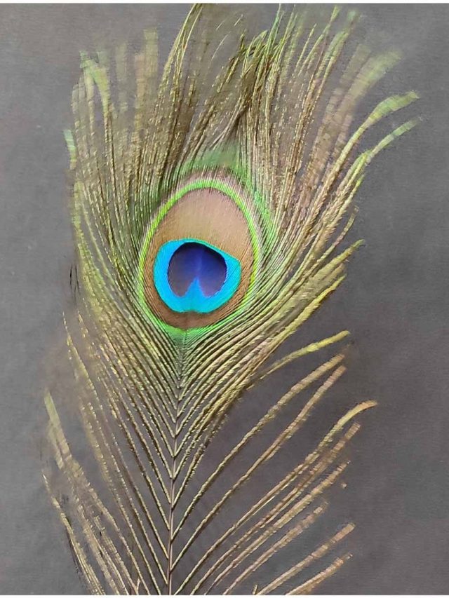 বাড়ির এখানে রাখুন ময়ূরের পালক, ভাগ্য চকচক করবে