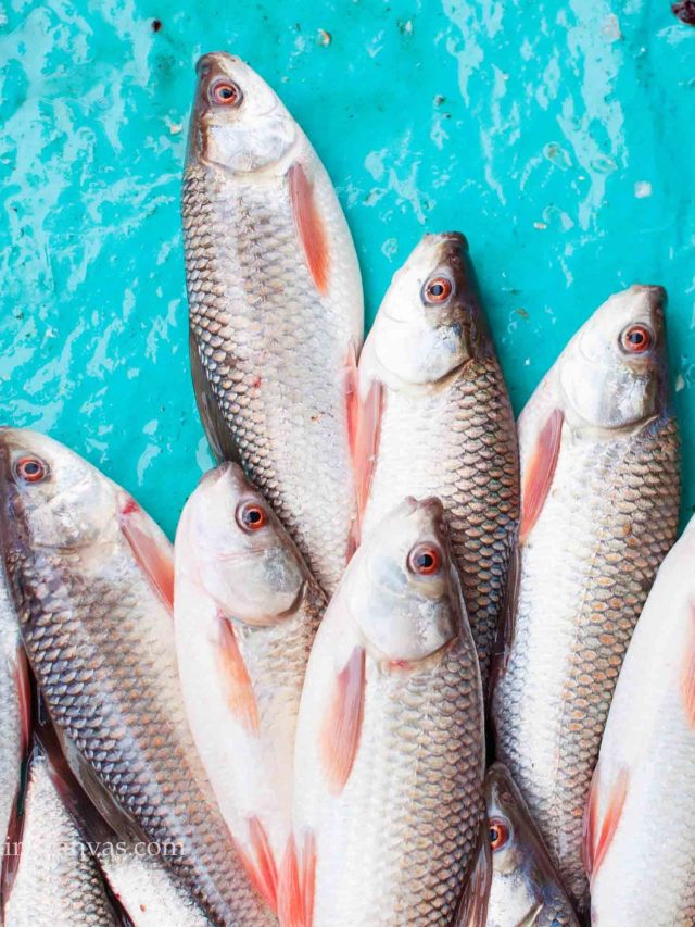 মাছে ফরম্যালিন মেশানো? চিনিয়ে দেবে কুনো মাছি, কীভাবে? জেনে রাখুন