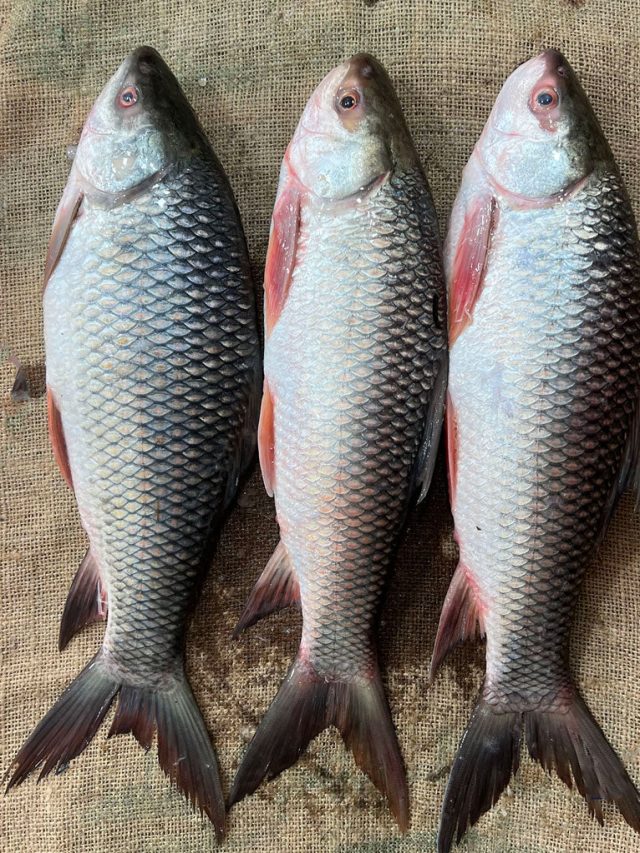 পেটে জমবে পারদ, হবে শরীরের ক্ষতি, ৬ মাছকে এখনই না বলুন