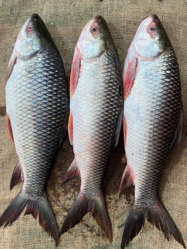 এই ২ মাছ শরীরের জন্য ভিলেন, খেলেই পেটে জমবে পুরু পারদ, জেনে রাখুন