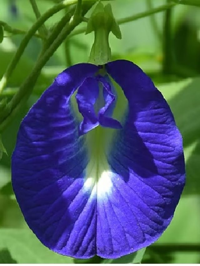 বারান্দার টবেই ফুটবে থোকা থোকা অপরাজিতা, ৫ সহজ টিপস