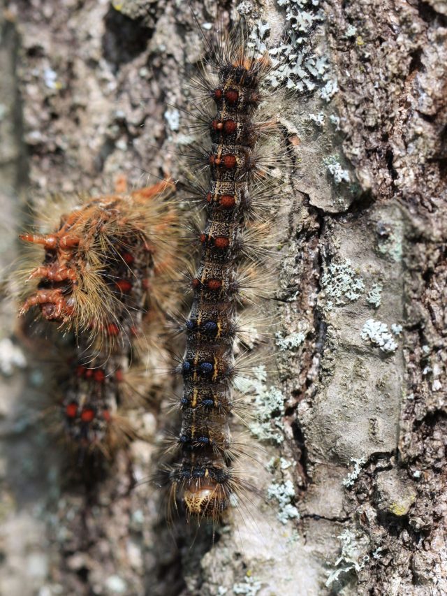 'Forest apocalypse': A tiny fungus may be the only thing stopping total collapse on Earth