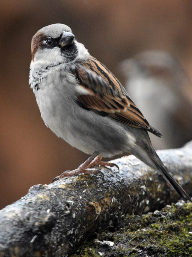 বাড়িতে এই পাখির আগমন টাকা নিয়ে আসে, ভুলেও তাড়াবেন না