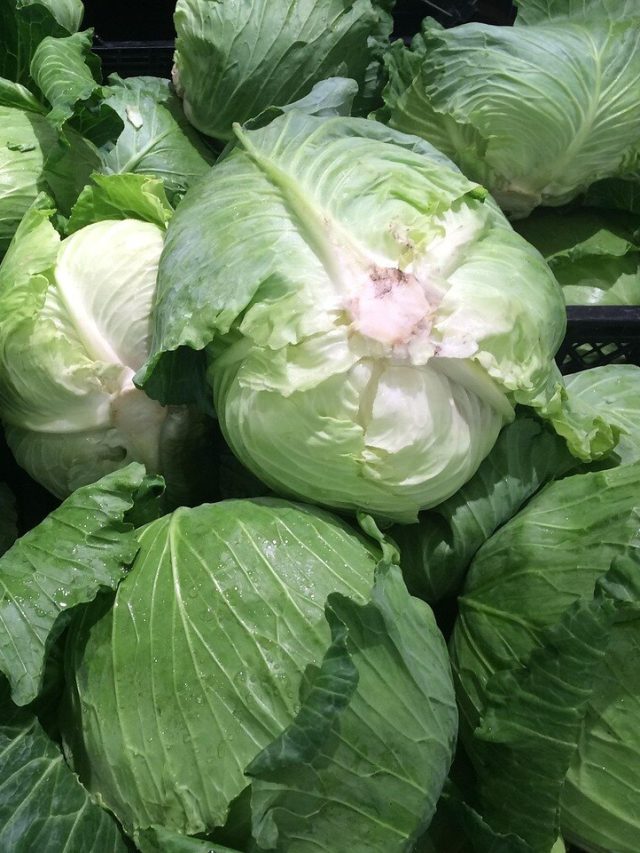 বাজারে দেদার বিকোচ্ছে প্লাস্টিকের বাঁধাকপি, নকল চিনুন ৫ উপায়ে