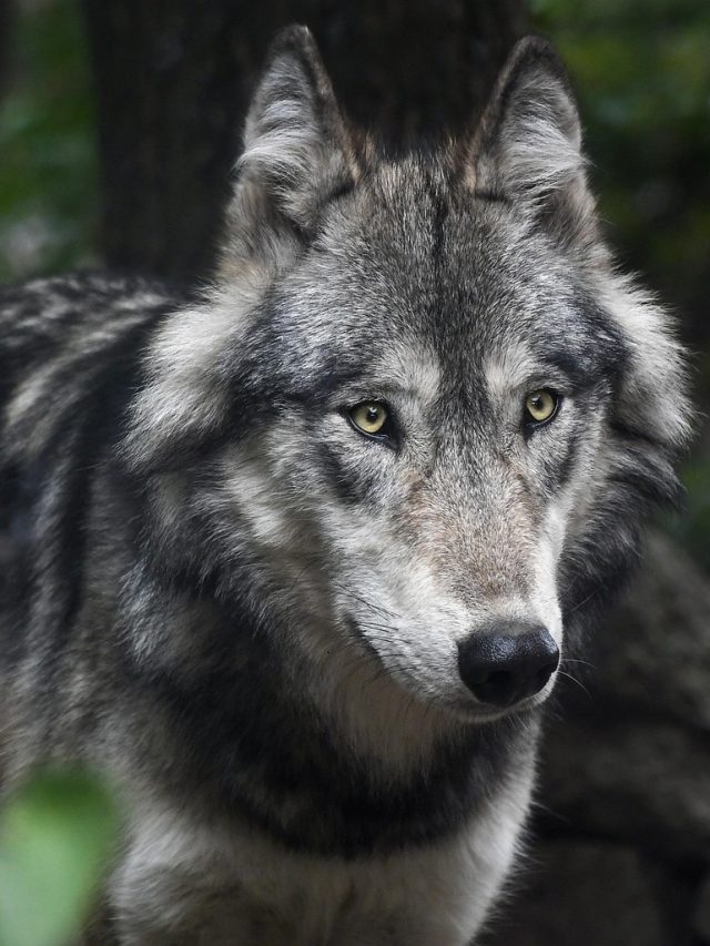 নেকড়ের থেকে নিন এই ৫ পাঠ, পাবেন সুখ-সমৃদ্ধি-সাফল্য