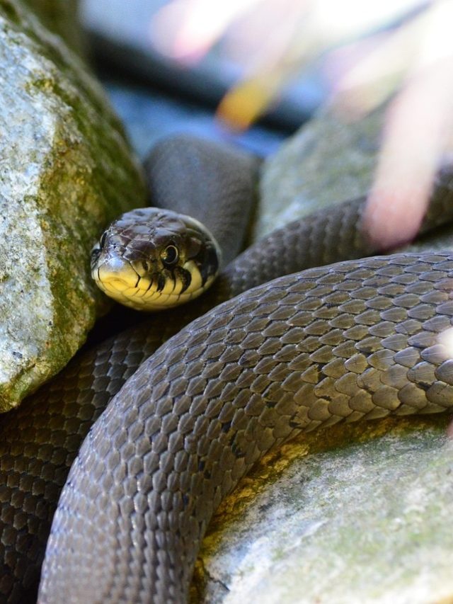 ঘরে এই খাবারগুলো থাকলে সাপ ঢুকে বসে থাকে, জানুন