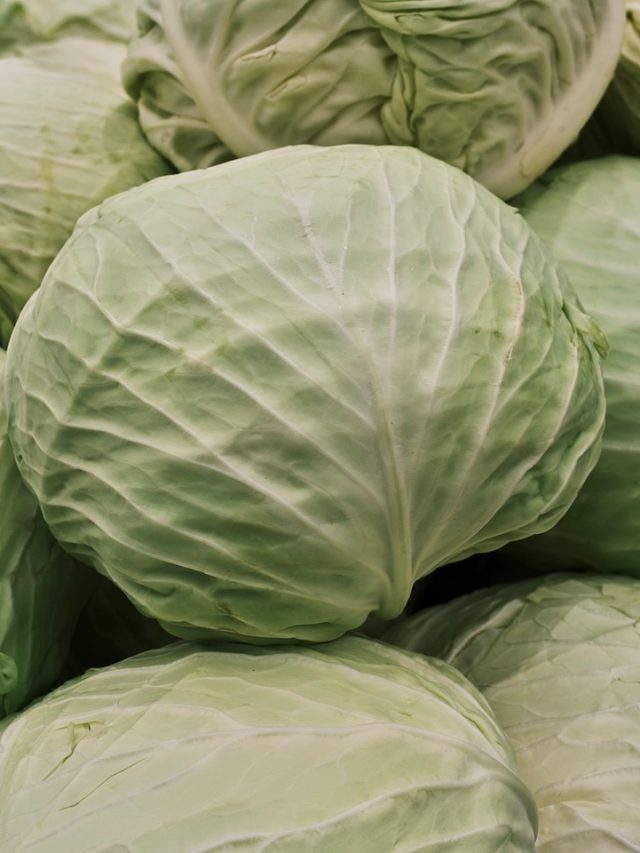 প্লাস্টিকের বাঁধাকপি খাচ্ছেন না তো? আসল চিনুন ৫ উপায়ে